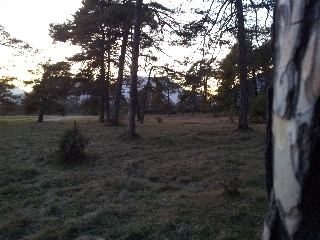 Forest standing Native Sample Photo Pic by HDR Android App Camera+ on a Samsung Galaxy S II (S2)